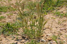 Hordeum murinum subsp. leporinum (Link) Arcang.的圖片