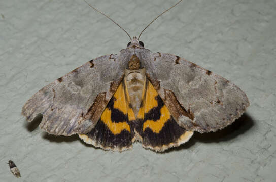 Image of Woody Underwing