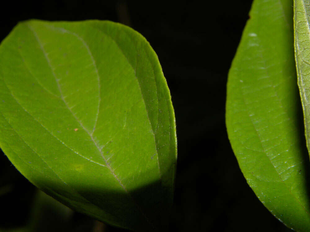 Imagem de Gouania hypoglauca Standl.