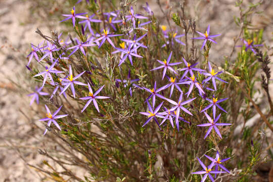 Image of Dasypogonaceae