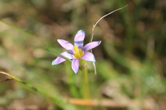 Image of Romulea minutiflora Klatt