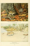 Image of Deer Mice