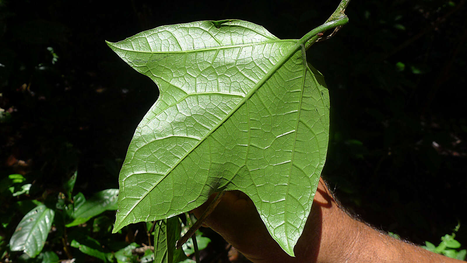 Image of Gurania neei Gomes-Costa