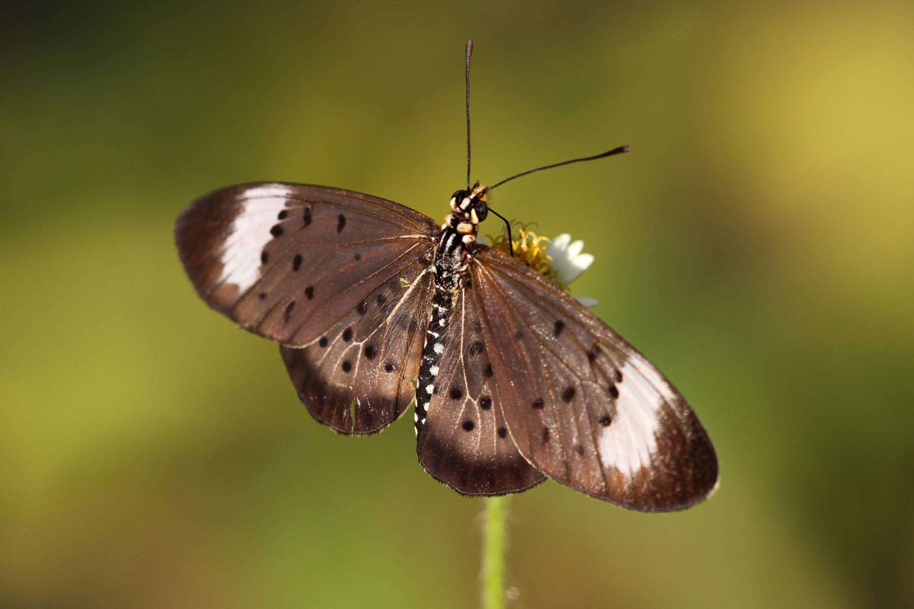 Image of Acraea oncaea Hopffer 1855