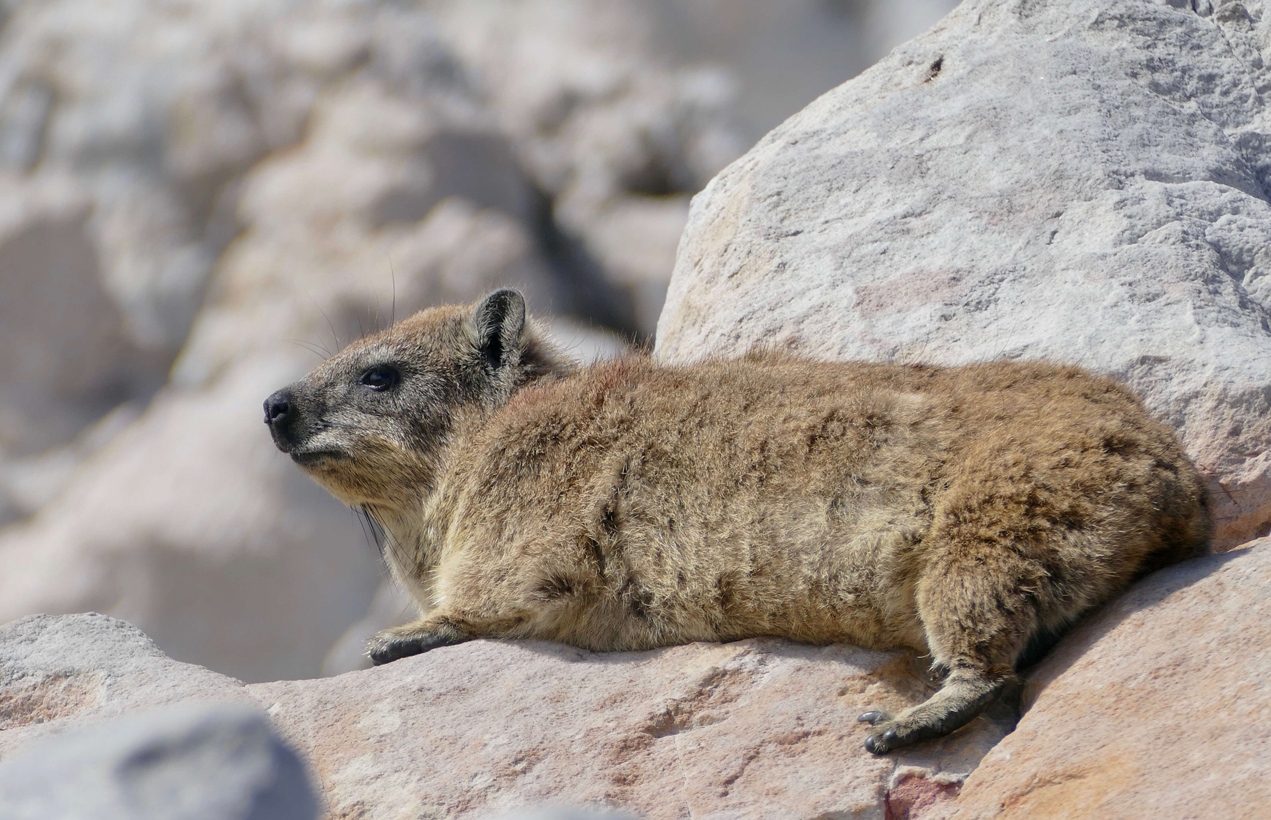 Image of Rock Hyrax