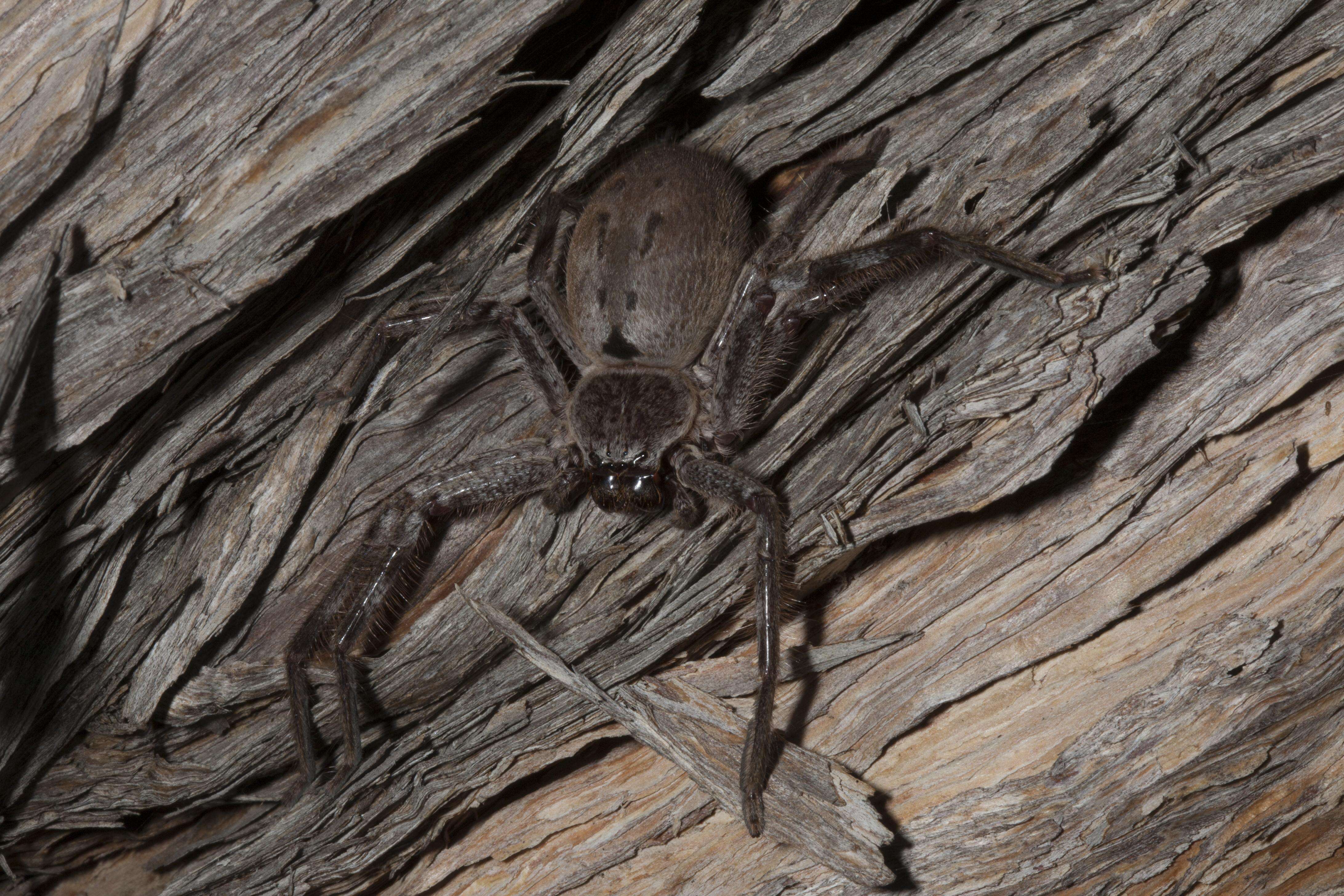 Image de Sparassidae