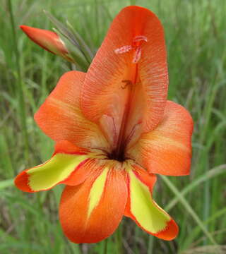 Image of Gladiolus decoratus Baker