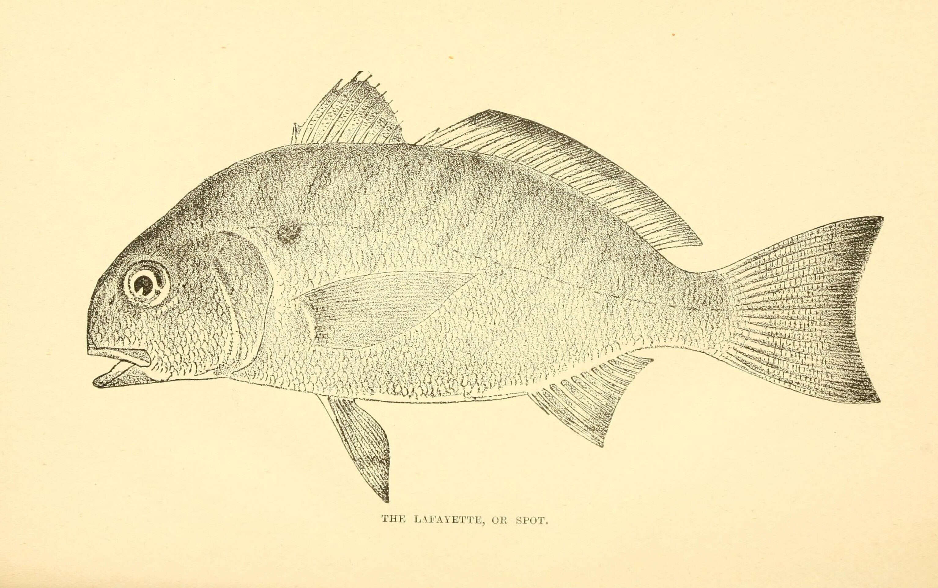 Image of Leiostomus