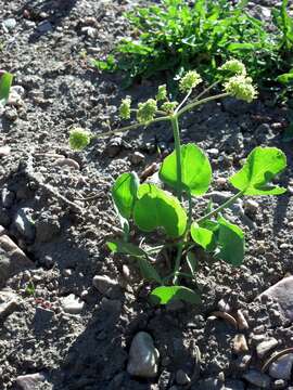 Image of barestem biscuitroot