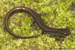 Image of Brook salamander