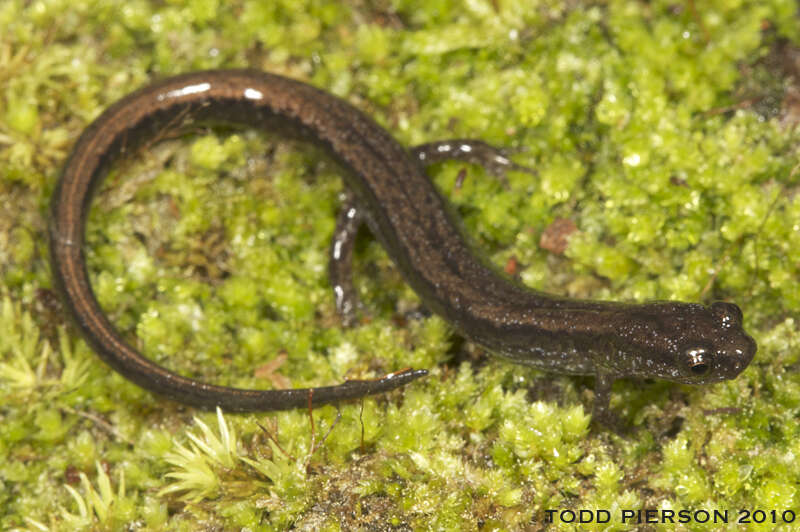 Image of Dwarf Salamander