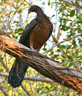 Image of Chestnut-bellied Guan