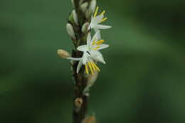 Image of chlorophytum