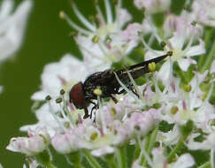 Слика од Chrysogaster