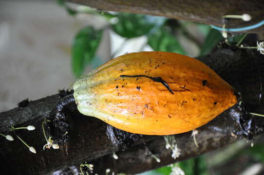 Image of Cacao Tree