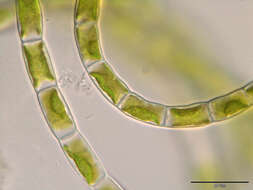 Слика од Klebsormidium bilatum