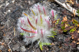 Image of Ptilotus declinatus Nees