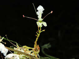 Image of Macrolobium costaricense W. C. Burger