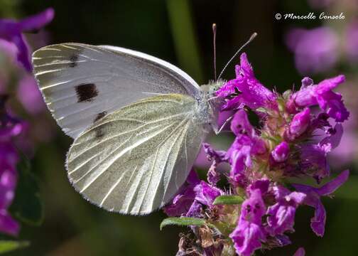 Sivun Pieris kuva