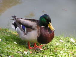 Image of Common Mallard