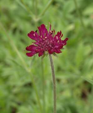 صورة Knautia macedonica Griseb.