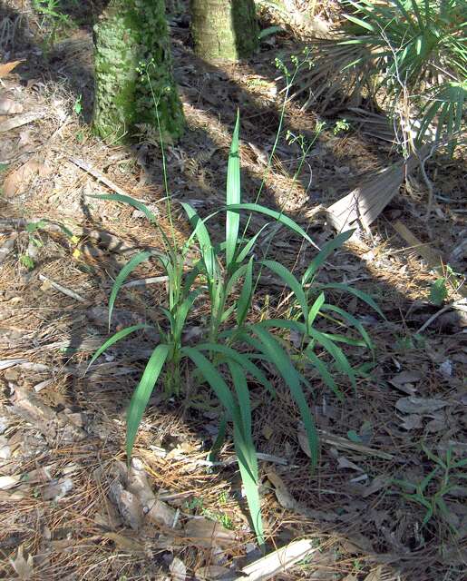 Image of Dianella