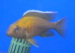 Image of Aulonocara Fish