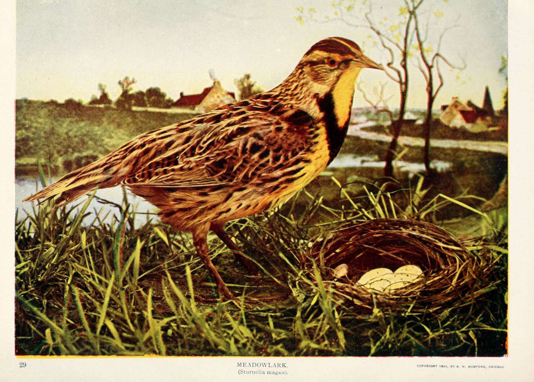 Image of Meadowlark