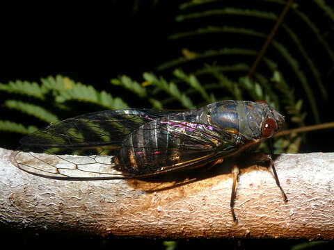 Image of Chremistica pontianaka (Distant 1888)