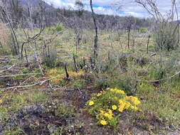 Sivun Hibbertia procumbens (Labill.) DC. kuva