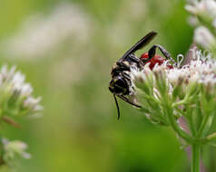 Image of Wasp