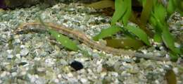 Image of Bloodspot pipefish