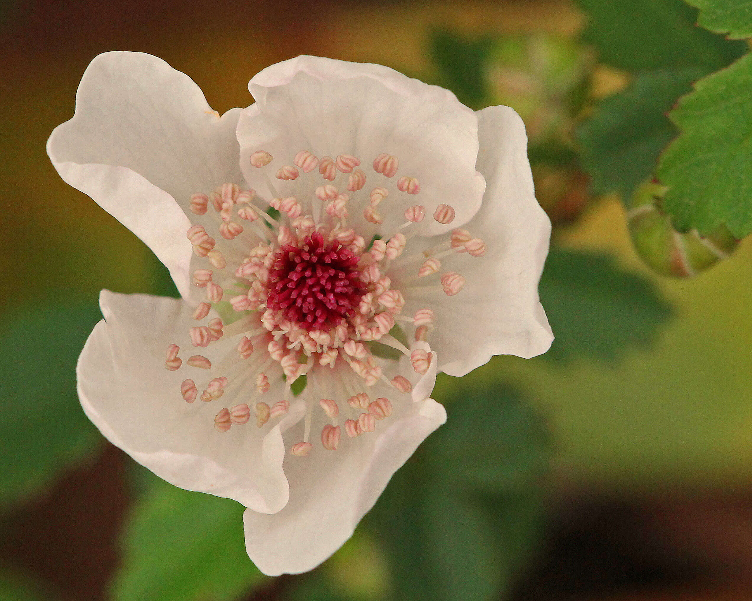 Image of southern dewberry