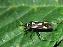 Image of Grypocoris