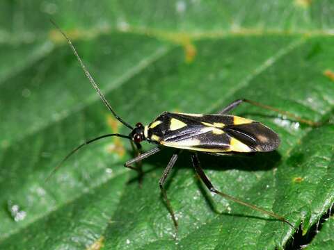 Image of Grypocoris stysi (Wagner 1968)