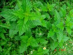 Image of bushmint