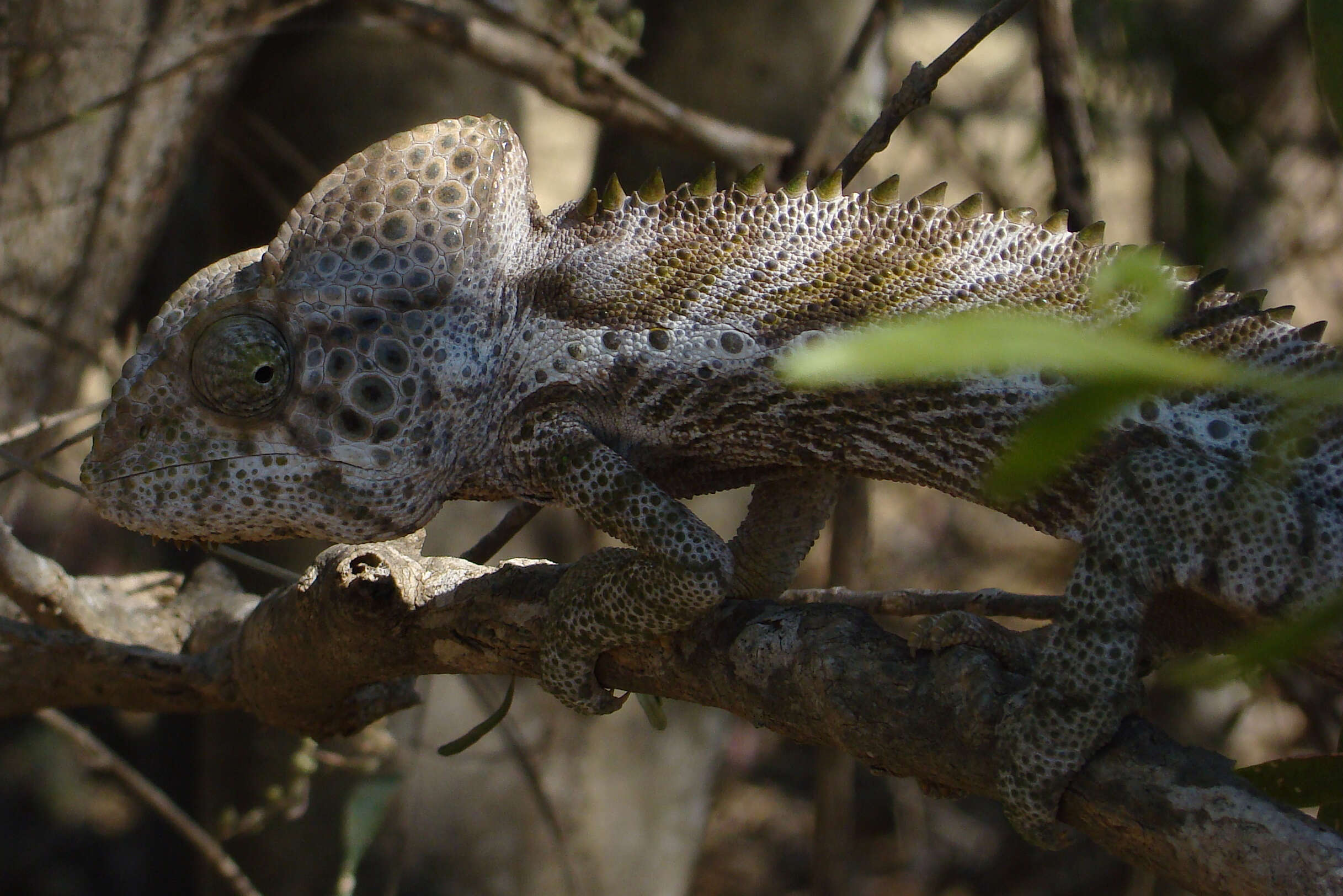 Image of Malagasy chameleons