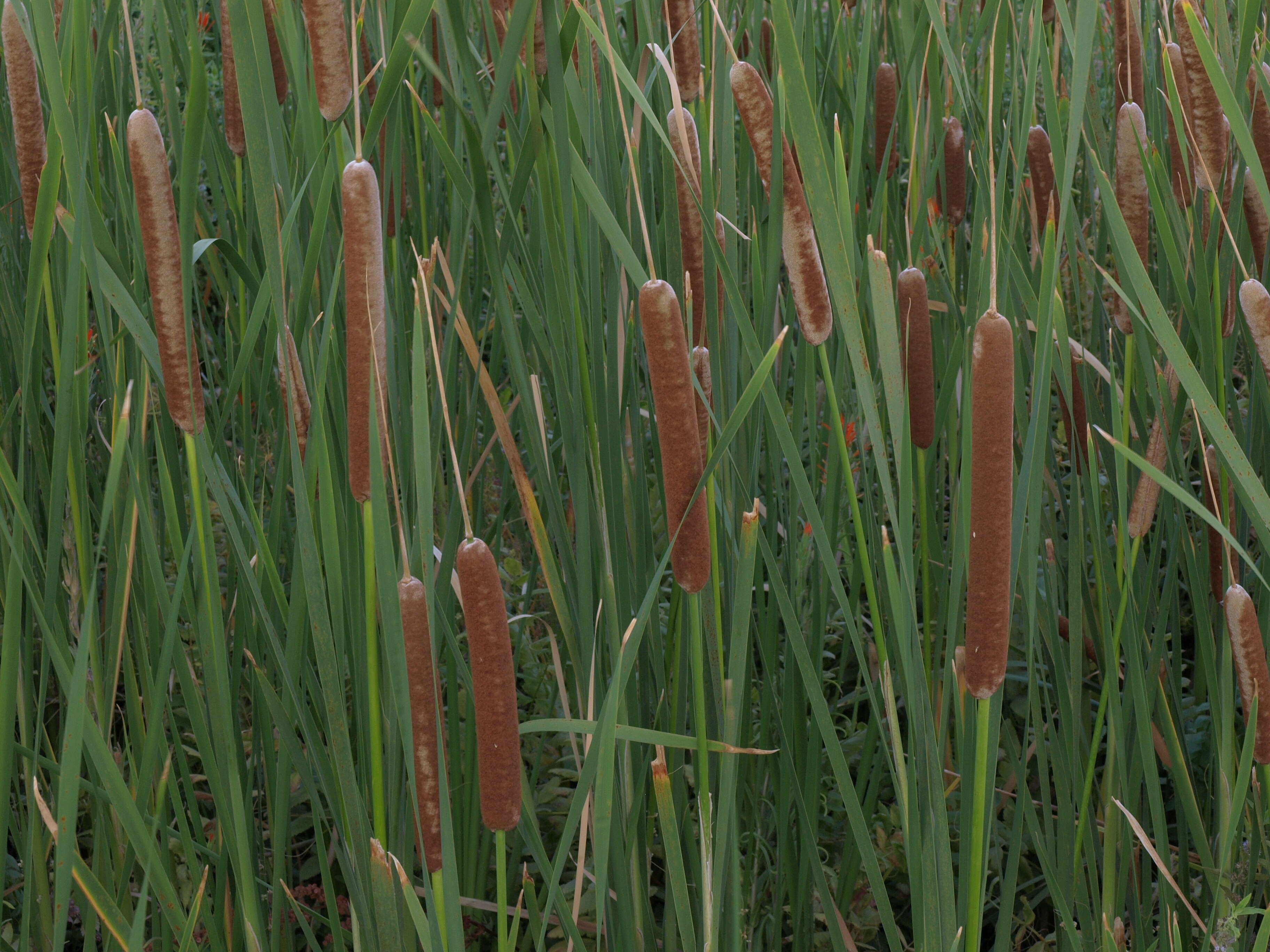 Image of Bulrush