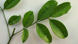 Image of Zanthoxylum tingoassuiba A. St.-Hil.