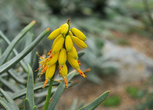 Sivun Aloidendron ramosissimum (Pillans) Klopper & Gideon F. Sm. kuva