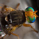Image of cherry fruit fly