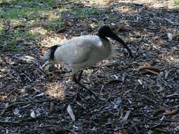 Threskiornis molucca (Cuvier 1829) resmi