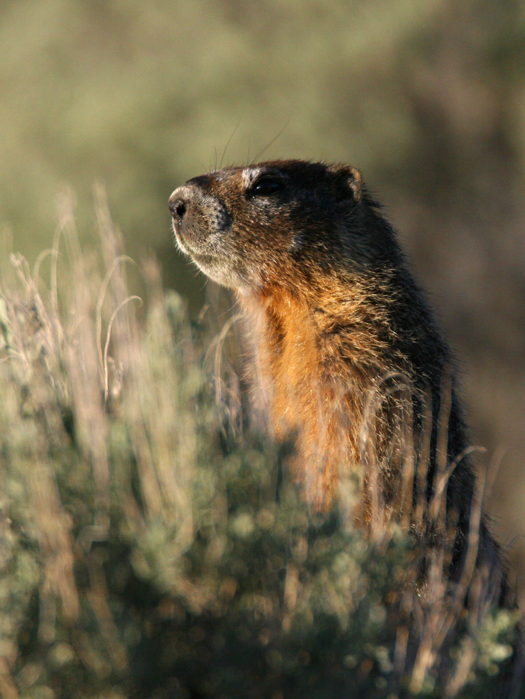 Image de Marmota subgen. Petromarmota Steppan et al. 1999