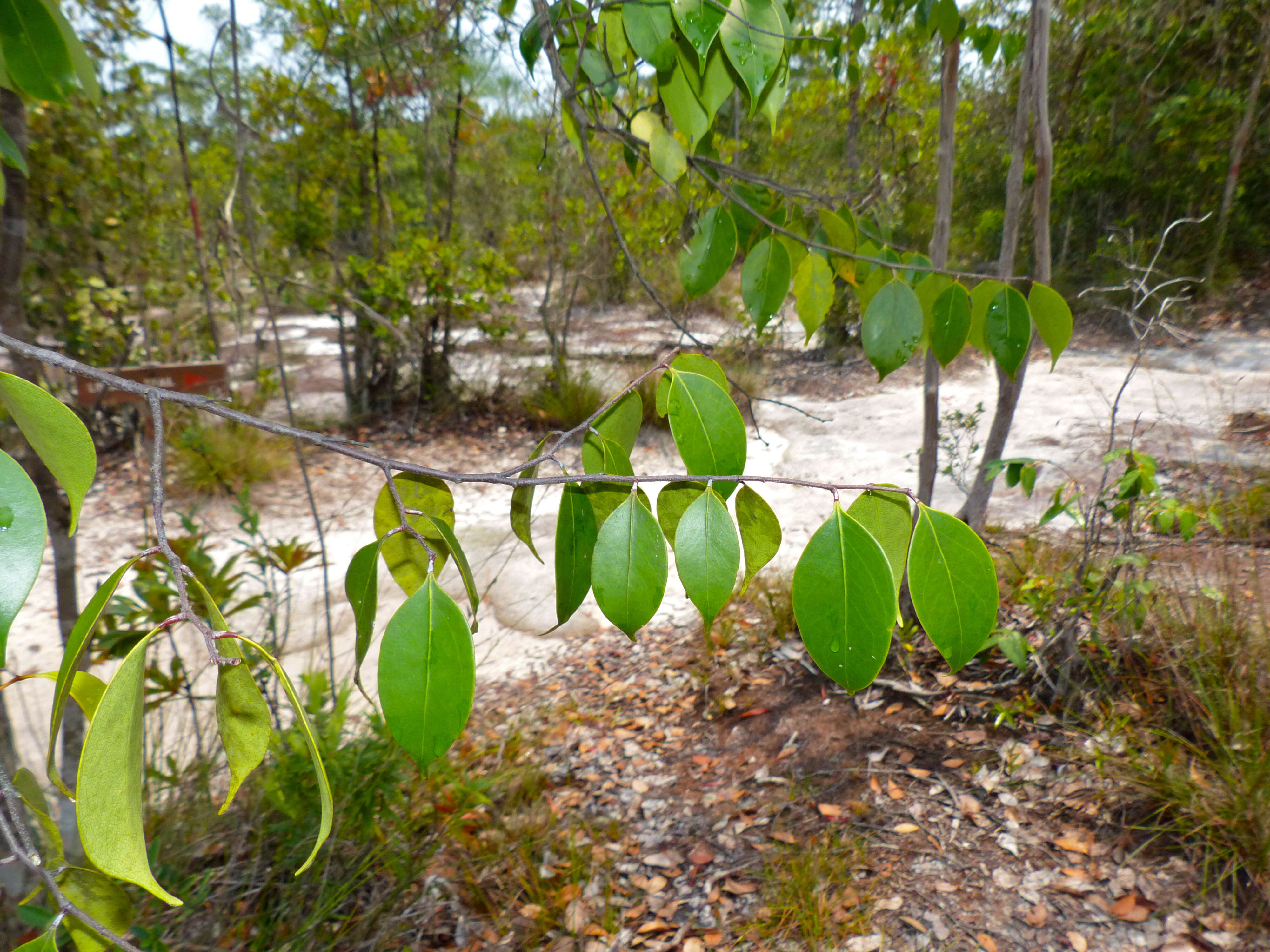 Image of Parastemon