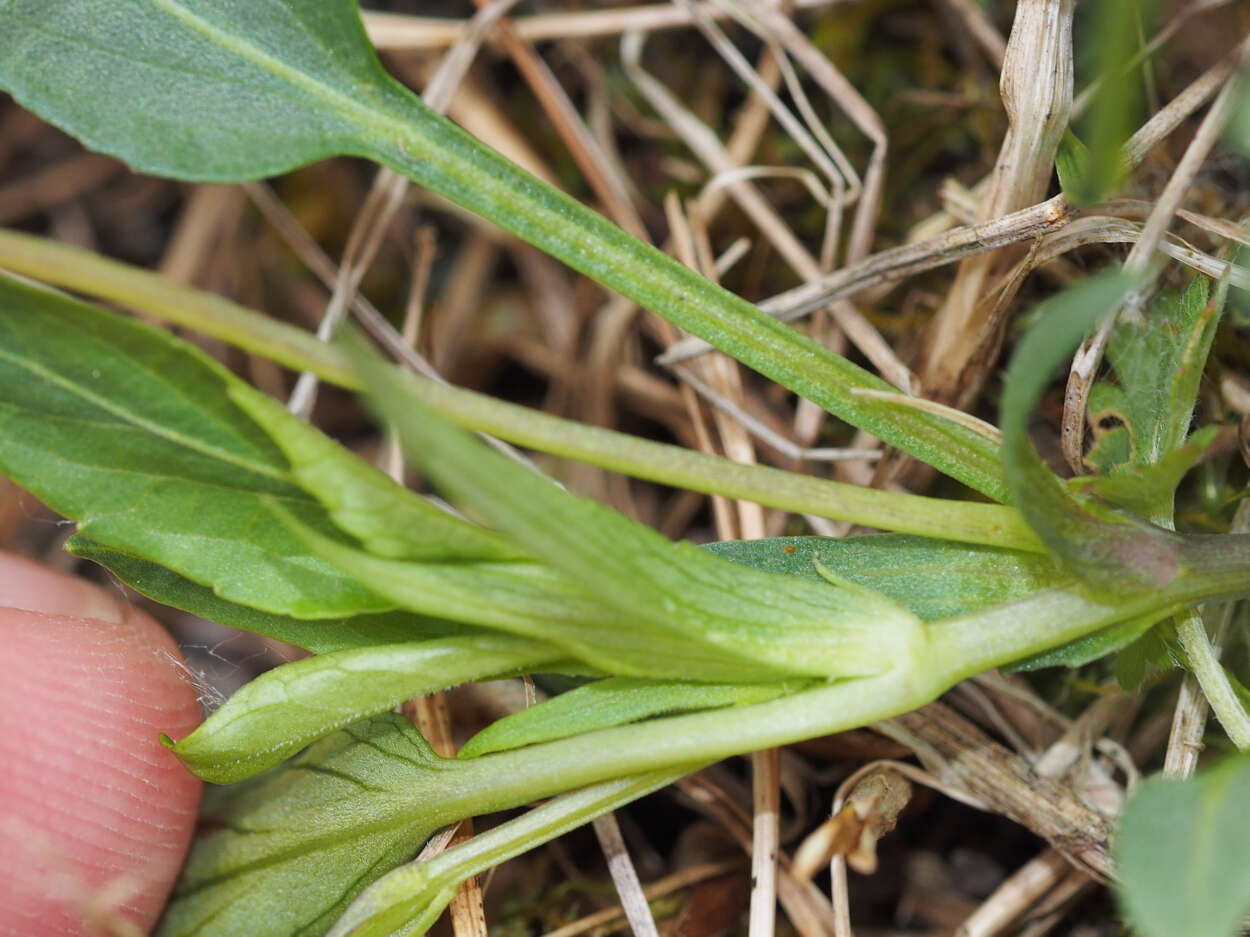 Image of Fen violet