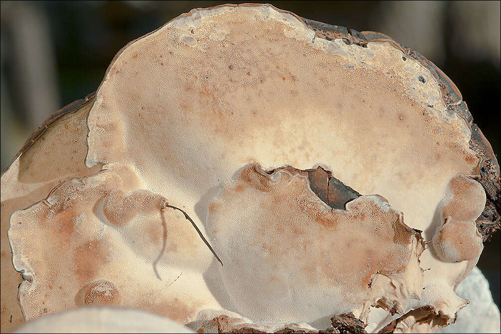 Image of Late fall polypore