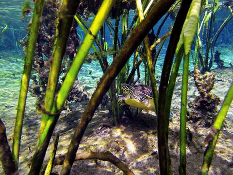 Image of Peninsula Cooter