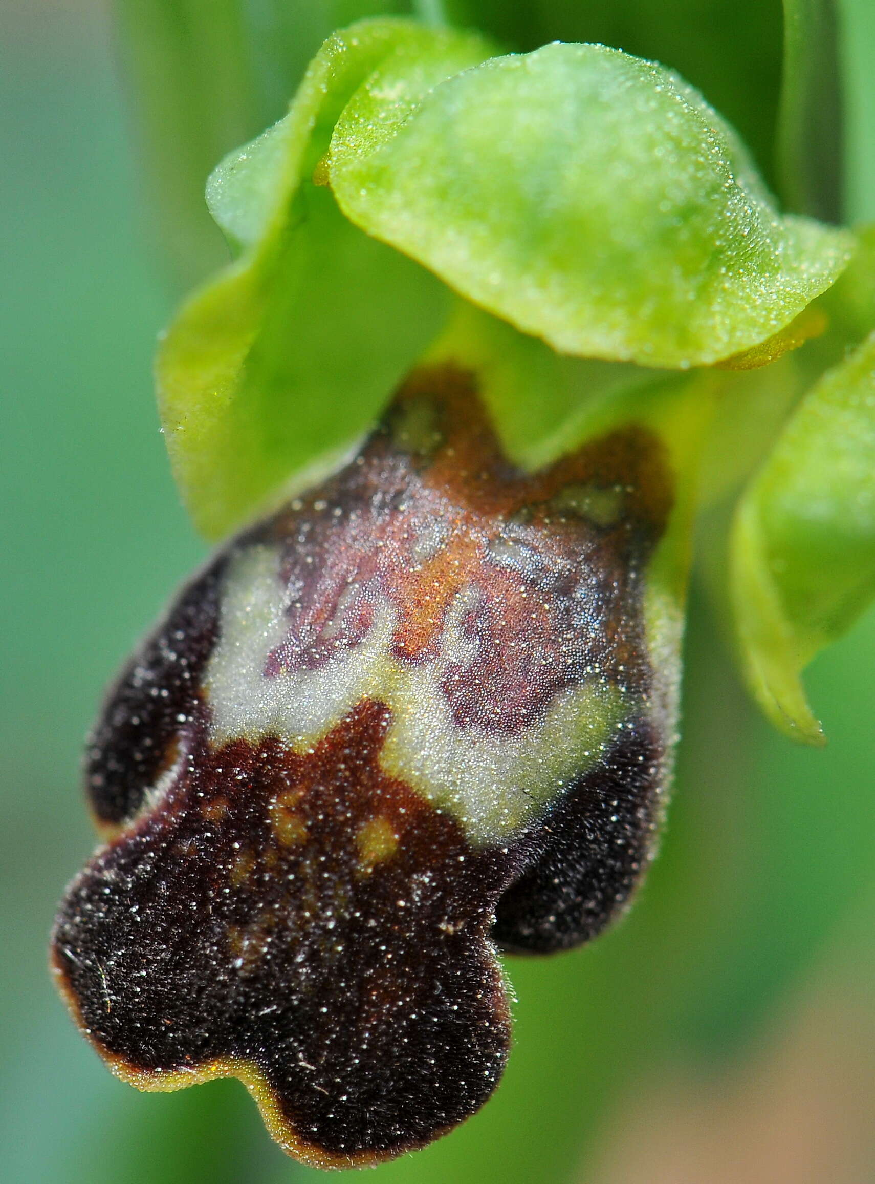 Image of Ophrys fusca subsp. fusca