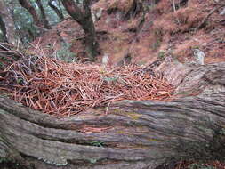 Image of umbrella-pine family