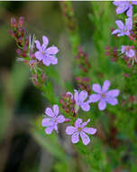 Image of winged lythrum